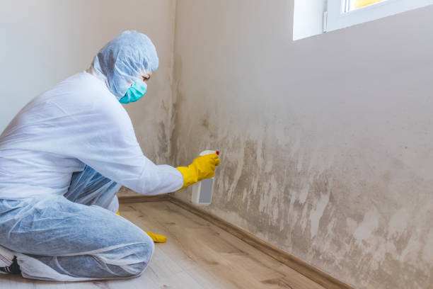 Licensed Mold Remediation service in Poncha Springs, CO - 24 Hour Mold Removal