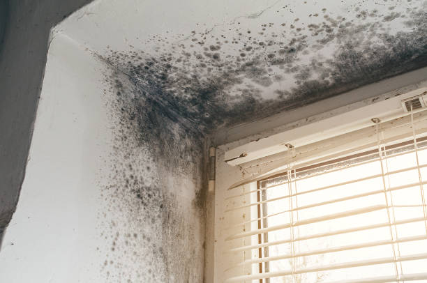 Affordable Mold Remediation solutions in Poncha Springs, CO