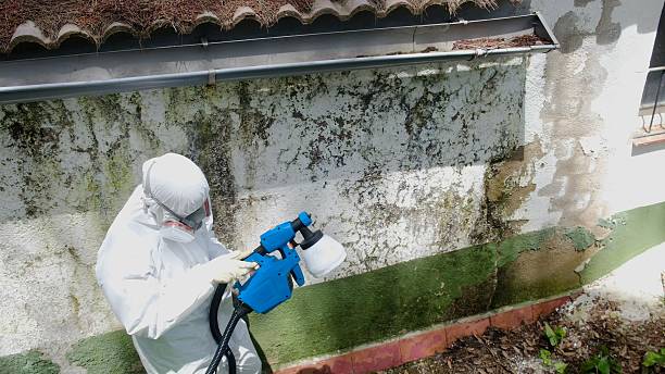 Top rated local Mold Remediation specialists in Poncha Springs, CO